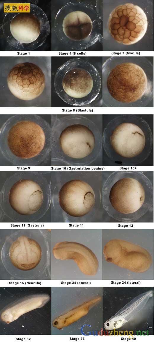 光滑爪蟾胚胎發(fā)育過(guò)程